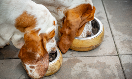 Basset honden aan het eten