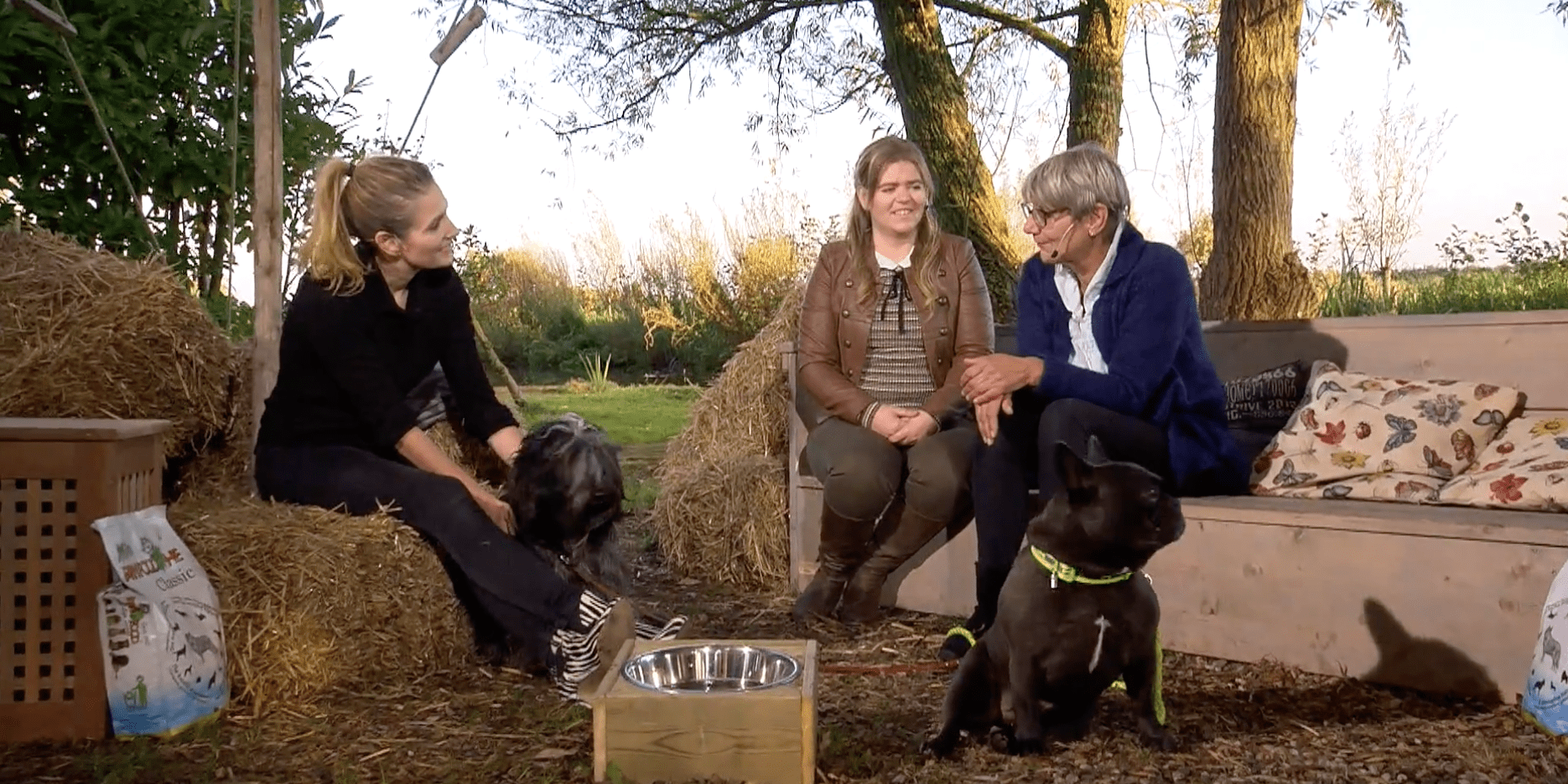 Magere Hond Door Te Veel Voeding Farm Food