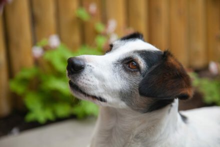 Farm Food voeding Rebel