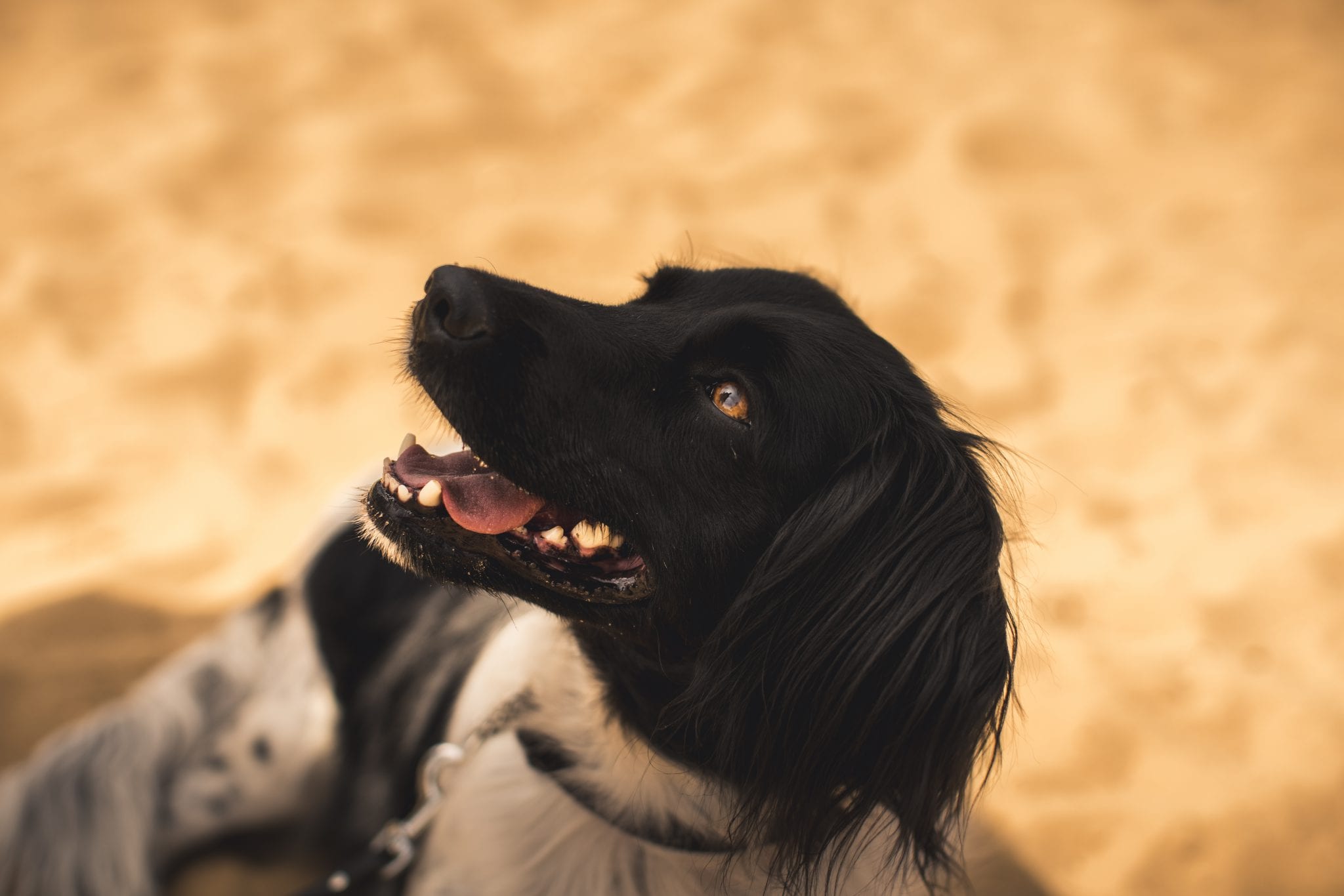 Hond kijkt naar baasje