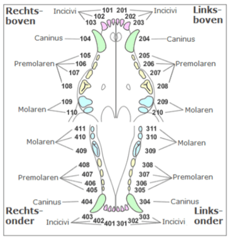 Afbeelding 1: Gebit volwassen hond (Bonniga, 2012)