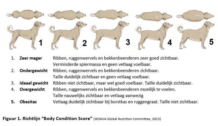 Figuur waarin je het verschil ziet bij ondergewicht of overgewicht.