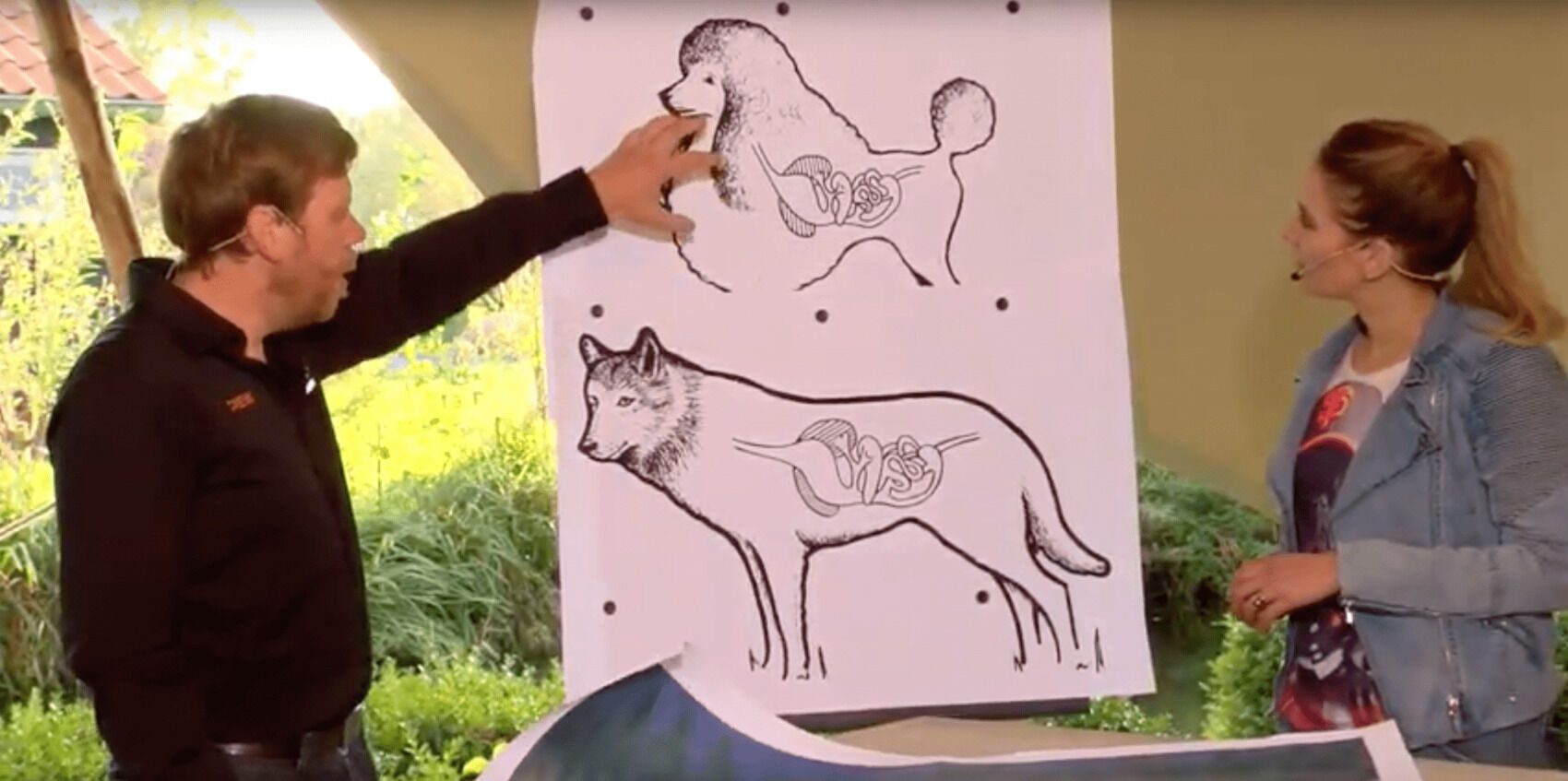 Overeenkomst tussen de wolf en de hond | Farm Food