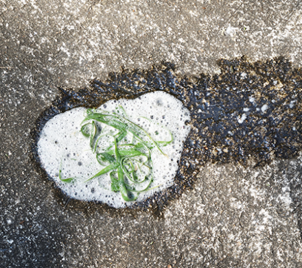 Hondenbraaksel met gras