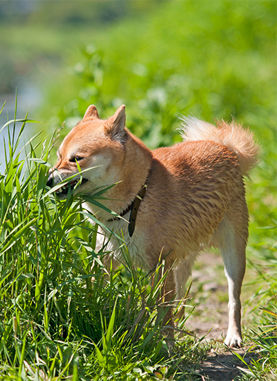 Shiba Inu die gras eet tijdens een wandeling