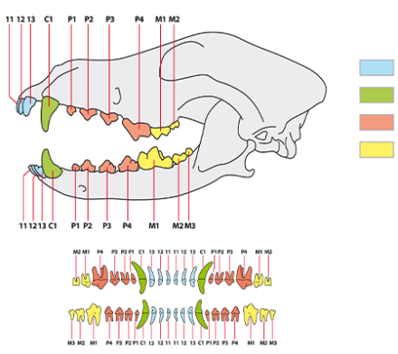 Tandformule bij honden