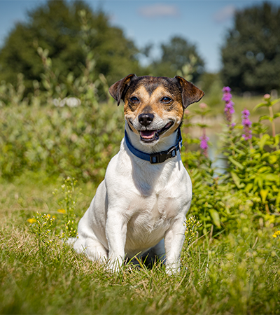 Jack Russel in bloemenveld