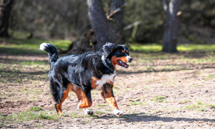 Een Berner Sennen met een glimmende vacht