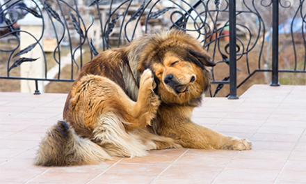 Een hond die jeuk heeft en aan het krabben is