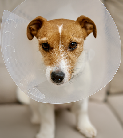Jack Russel met kap