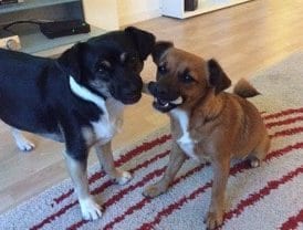 Met de regelmaat van de klok zaten we bij de dierenarts