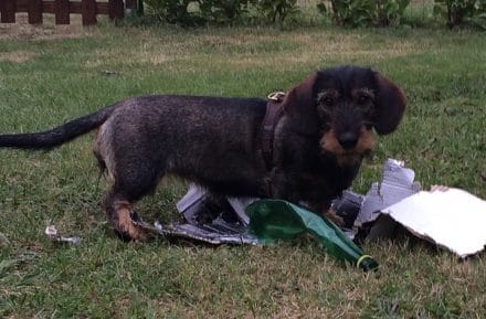 Wat kan een baasje daarvan blij worden! En Frida zelf ook, ze is weer heel levendig en vrolijk