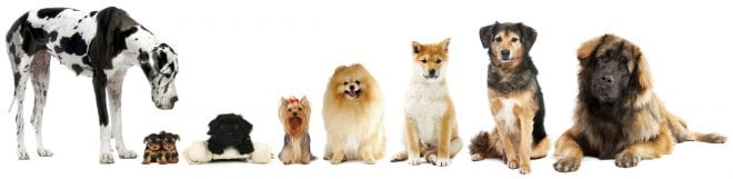 logo - Group-Of-Dogs-FarmFood-dot-Com.jpg