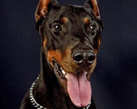 glanzende vacht, geen medicijnen meer en zijn vacht is echt heel mooi glanzend en dieper van kleur ook heeft hij geen soepogen meer