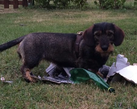Wat kan een baasje daarvan blij worden! En Frida zelf ook, ze is weer heel levendig en vrolijk