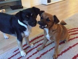 Met de regelmaat van de klok zaten we bij de dierenarts