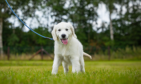 Golden Retriever pup bij puppycursus