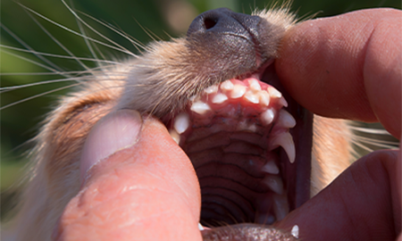 Dubbele tandenrij bij pup