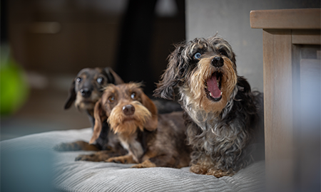 Drie teckels op een rij
