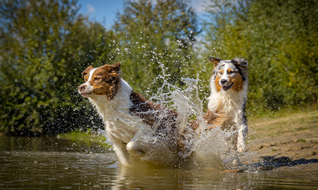 Honden aan het spelen in het water