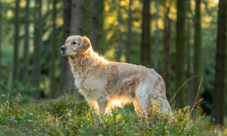 Golden retriever in een bos