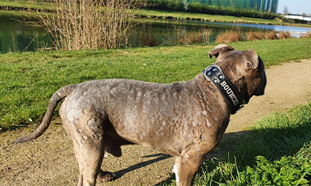 Bouncer met een onrustige vacht