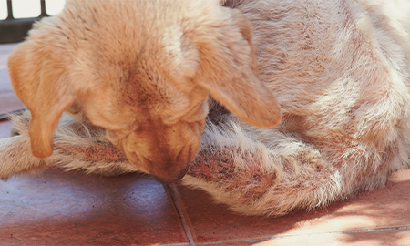 Hond die een hotspot likt