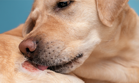 Hond likt een hotspot