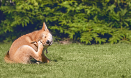 Hond in het gras aan het krabben