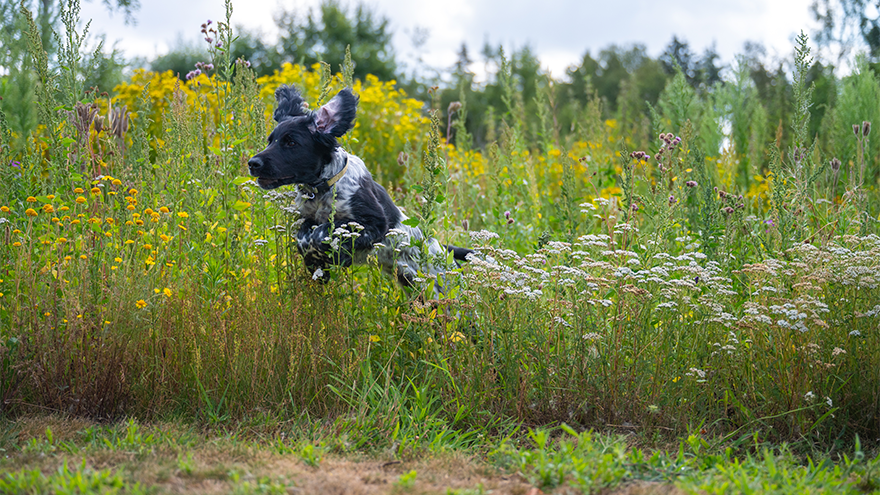 Hond aan het rennen in gras