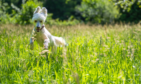 Hond rennend in het gras