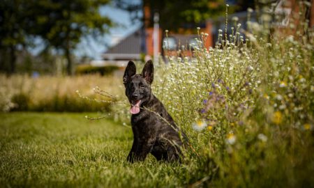 Help... mijn pup heeft groeipijn!