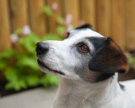 Farm Food voeding Rebel