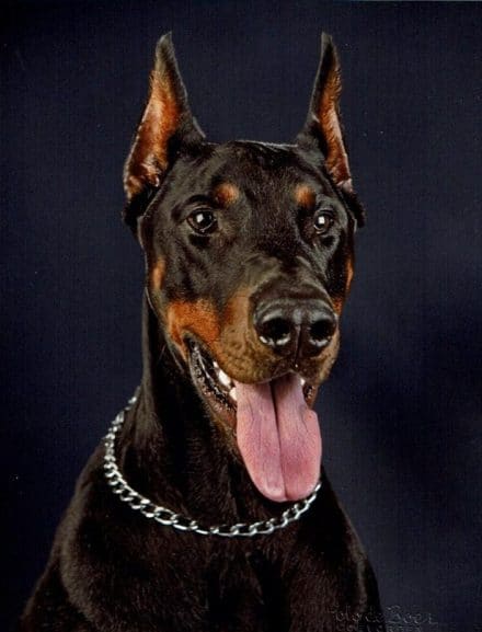 glanzende vacht, geen medicijnen meer en zijn vacht is echt heel mooi glanzend en dieper van kleur ook heeft hij geen soepogen meer